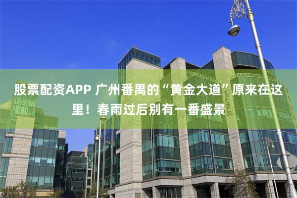 股票配资APP 广州番禺的“黄金大道”原来在这里！春雨过后别有一番盛景